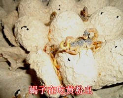 蝎子正在觅食黄粉虫