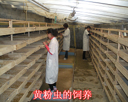 室内恒温饲养车间